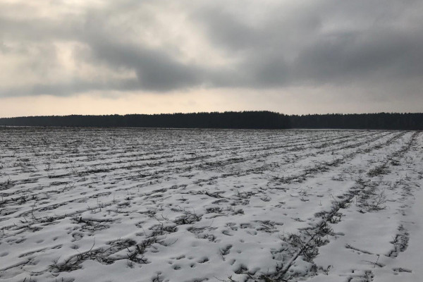 Ягодное хозяйство по выращиванию малины